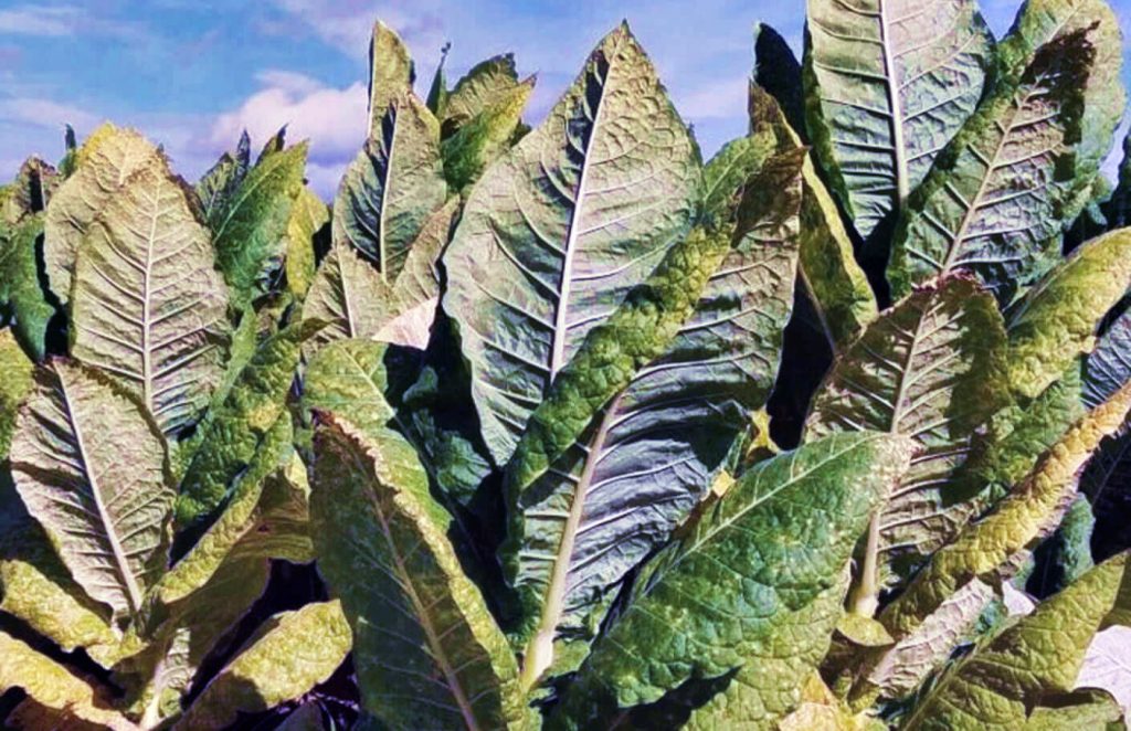 Захватывающий крупный план пышных зеленых растений табака Берли, процветающих на огромных просторах полей