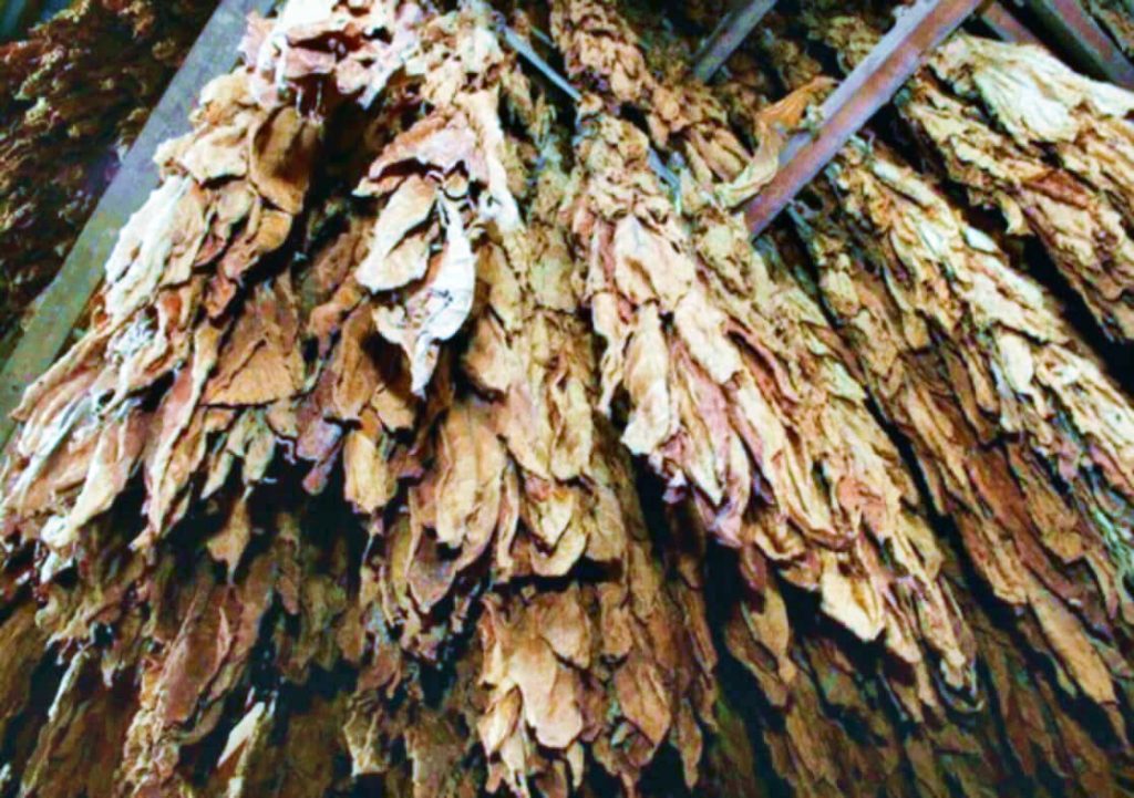 Деликатная сушка листьев табака Берли в очаровательных залах сарая для вяления