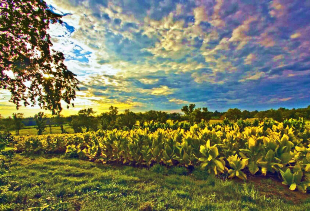Посмотрите на раскинувшиеся поля, украшенные спелыми листьями табака, - Кентукки раскрывает свои щедрые сокровища.
