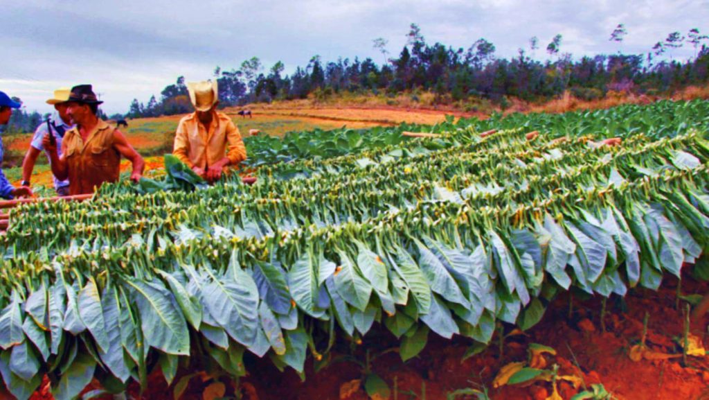 Погруженные в табачные поля, рабочие деликатно срывают спелые листья табака