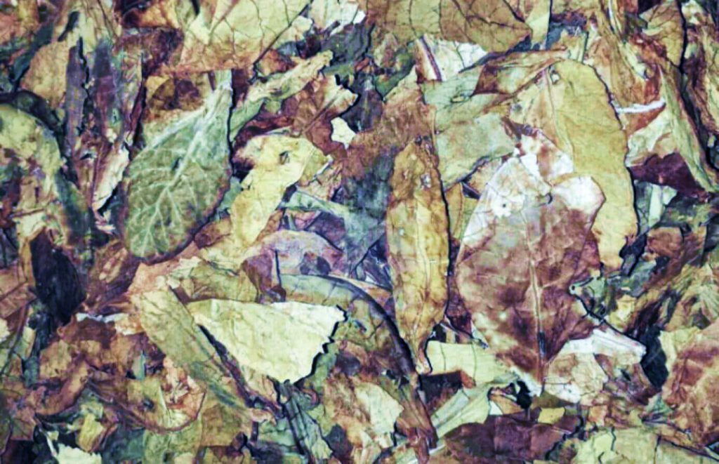 Завораживающий крупный план тщательно высушенных листьев измирского табака