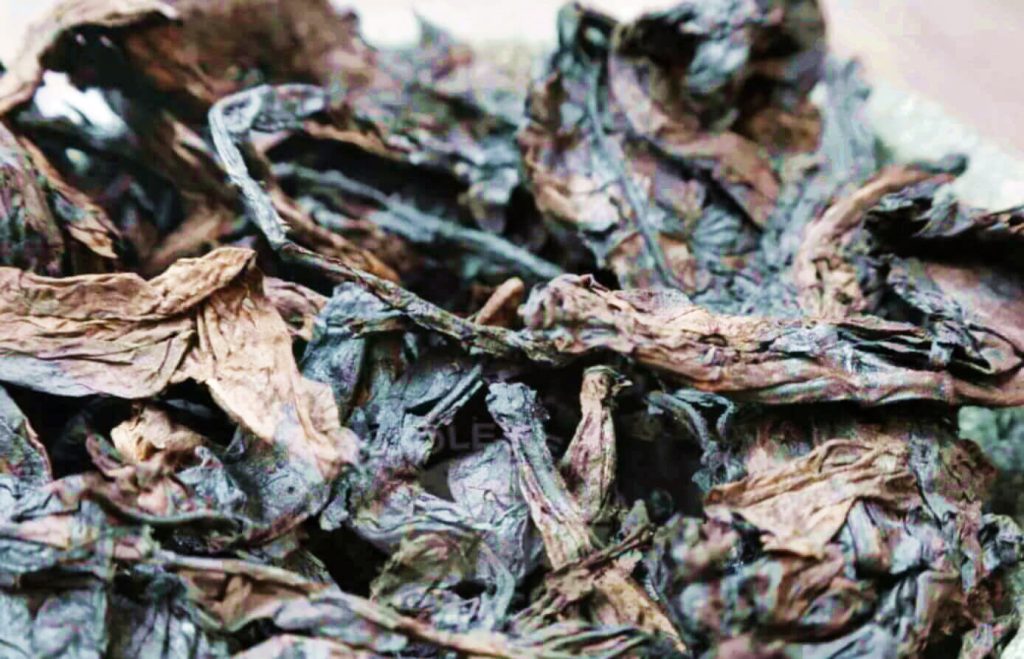 Посмотрите на манящий снимок крупным планом листьев кипрского табака Латакия - зрелище, вызывающее любопытство и воспламеняющее чувства.
